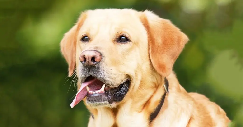 Golden retriver